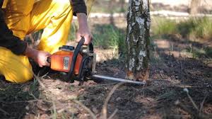 Best Organic Lawn Care Solutions  in Boise City, OK