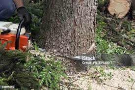 Best Root Management and Removal  in Boise City, OK