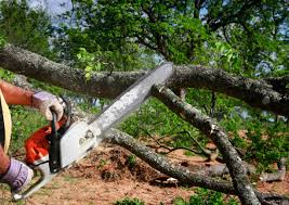 How Our Tree Care Process Works  in  Boise City, OK