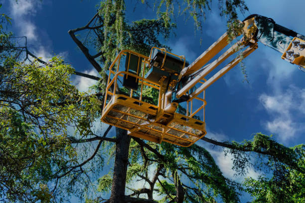Best Emergency Tree Removal  in Boise City, OK