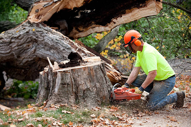 Best Tree Removal  in Boise City, OK