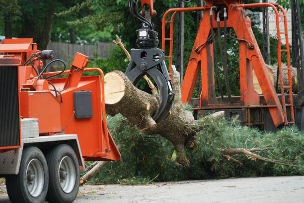 Best Pest Control for Lawns  in Boise City, OK