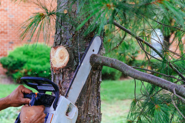 Best Lawn Pest Prevention  in Boise City, OK